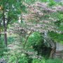 Styrax japonicus